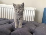 Yavru British Shorthair