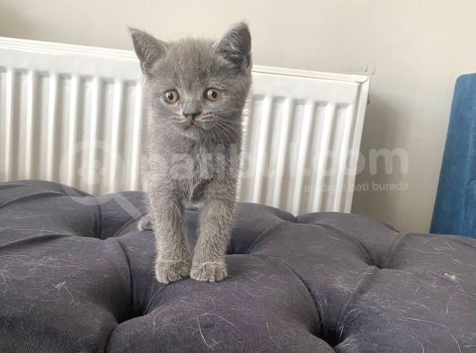 Yavru British Shorthair görsel