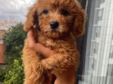 Karamelll Toypoodle ‘In Bebekleriiiiii