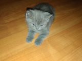 British Shorthair Dişi Yavru