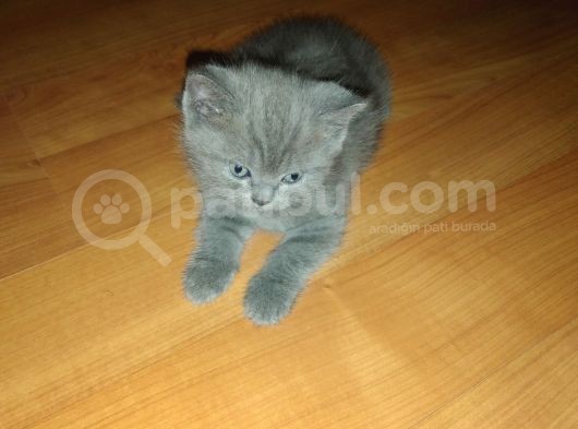 British Shorthair Dişi Yavru görsel