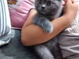 British Shorthair Dişi Yavru