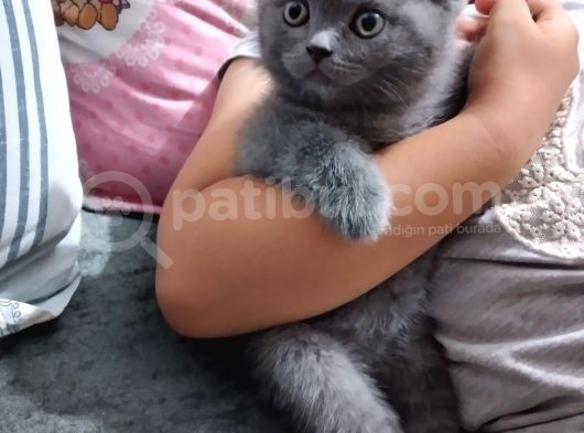 British Shorthair Dişi Yavru görsel