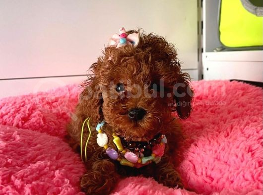 Orjinal Toy Poodle görsel