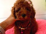 Orjinal Toy Poodle