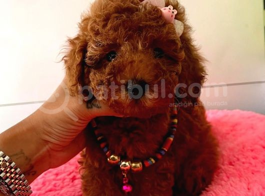 Orjinal Toy Poodle görsel