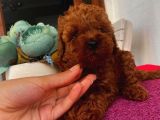 Sağlık Ve Irk Garantili Poodle Yavrularımız