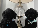 Evde Poodle Bebekler