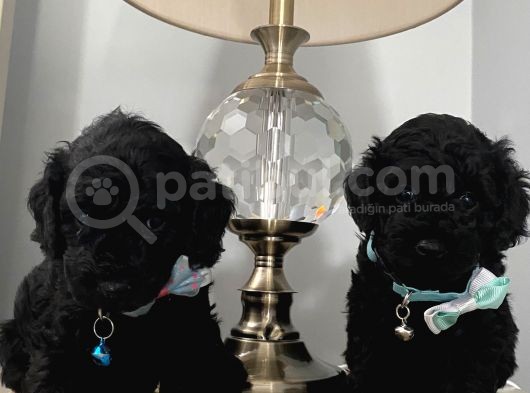 Evde Poodle Bebekler görsel