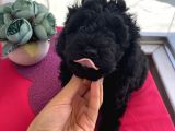 Karamelll Toypoodle ‘In Bebekleriiiiii