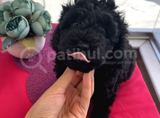 Karamelll Toypoodle ‘In Bebekleriiiiii görsel