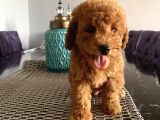 Poodle Bebekler