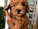 Safkan Ve Korekan Poodle Bebekler