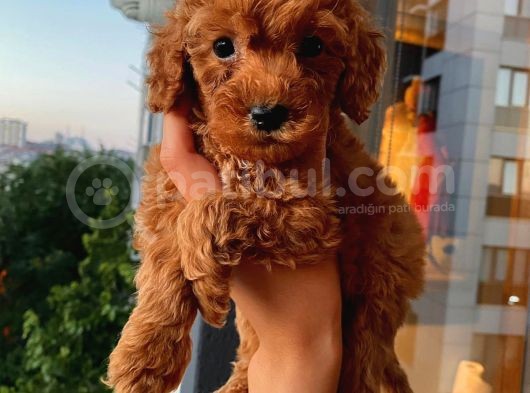 Karamelll Toypoodle ‘In Bebekleriiiiii görsel