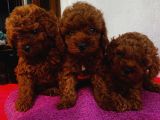 Karamelll Toypoodle’ın Yavrulaaarıııııı