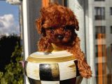 Karamelll Toypoodle’ın Yavrulaaarıııııı