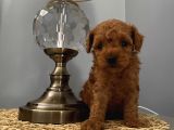 Karamelll Toypoodle ‘ın Bebekleriiiiii