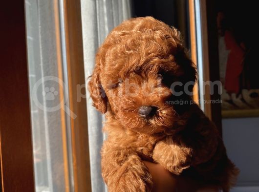 Alerji Yapmayan Tüy Dökmeyen Poodle Bebekler