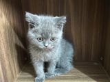 Yavru British Shorthair