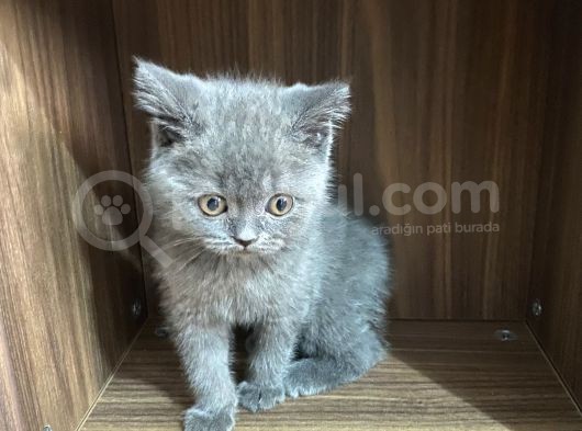 Yavru British Shorthair