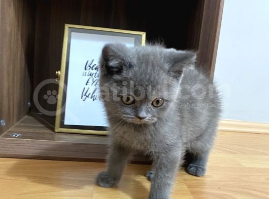 Yavru British Shorthair görsel