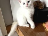 Erkek British Shorthair