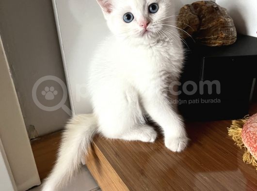 Erkek British Shorthair