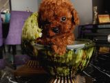 Karamelll Toypoodle’ın Yavrulaaarıııııı