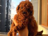 Safkan Ve Korekan Poodle Bebekler