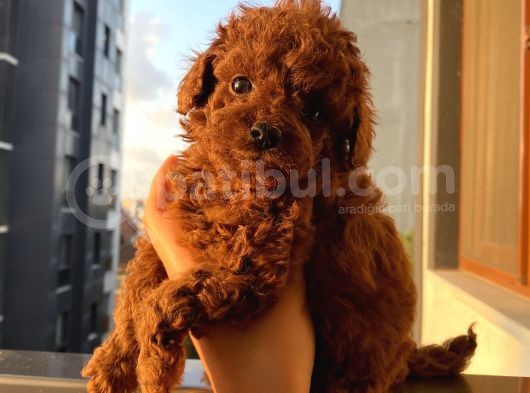 Safkan Ve Korekan Poodle Bebekler görsel