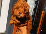 Poodle Bebekler