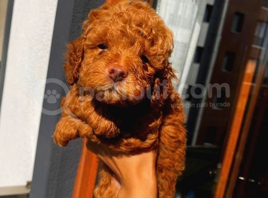 Poodle Bebekler görsel