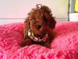 Orjinal Toy Poodle