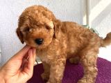 Alerji Yapmayan Tüy Dökmeyen Poodle Bebekler