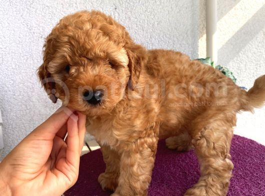 Alerji Yapmayan Tüy Dökmeyen Poodle Bebekler görsel