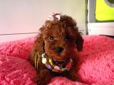 Orjinal Toy Poodle