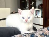 Erkek British Shorthair