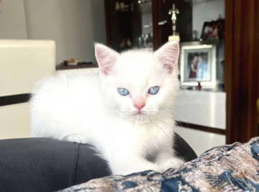 Erkek British Shorthair görsel