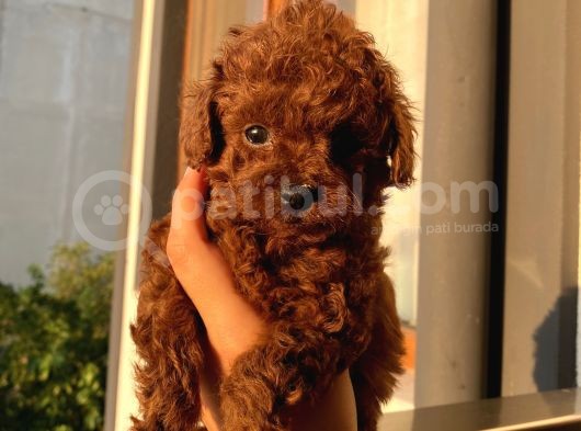 Karamelll Toypoodle’ın Yavrulaaarıııııı görsel