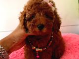 Orjinal Toy Poodle
