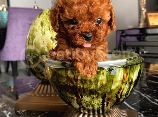 Karamelll Toypoodle’ın Yavrulaaarıııııı görsel