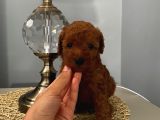 Evde Poodle Bebekler