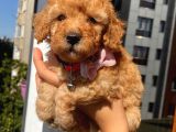 Karamelll Toypoodle ‘In Bebekleriiiiii