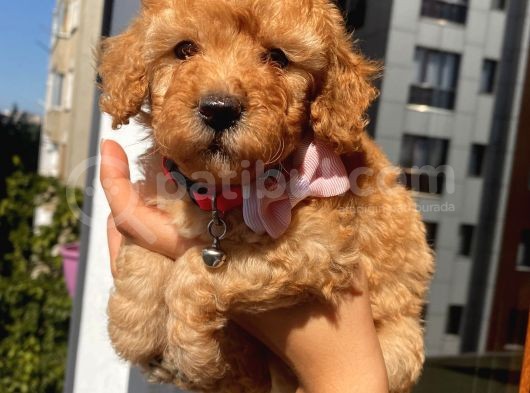 Karamelll Toypoodle ‘In Bebekleriiiiii görsel