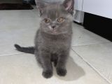 Yavru British Shorthair