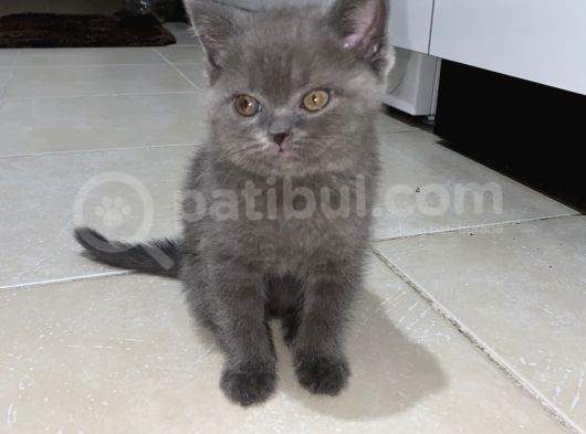 Yavru British Shorthair görsel