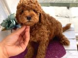 Alerji Yapmayan Tüy Dökmeyen Poodle Bebekler
