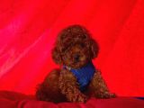 Safkan Toy Poodle Yavrularımız