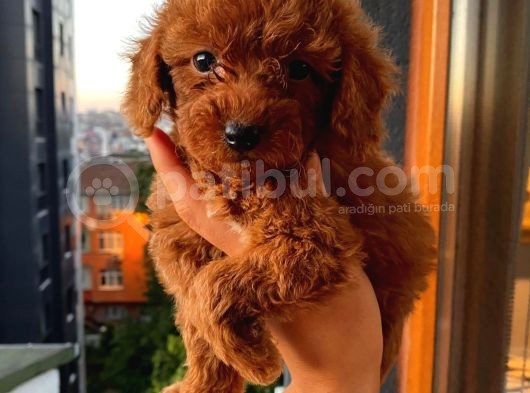 Safkan Ve Korekan Poodle Bebekler görsel