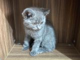 Yavru British Shorthair